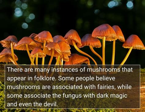 Lore and Legends: Tales of Witch's Mushrooms Throughout History
